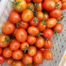 뭉치농장 이미지