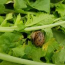 노다지푸드 이미지