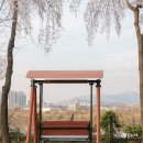 당산역사거리 교통섬 1 | 2026 벚꽃 개화시기 서울 벚꽃 명소 선유도공원