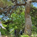 파로호둘레길(수달길) 이미지