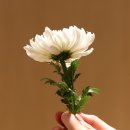 노*식 - 안양시 동안구 | 노*식