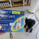 라비동물병원 | 김포 운양동 라비동물병원 후기 넥스가드 스펙트라 심장사상충약복용방법