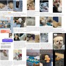 퍼피몽 네이버블로그
