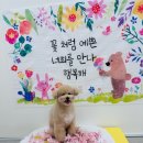 멍균관대 이미지