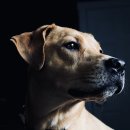 예쁜강아지 이미지