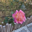 모전1-1공원 이미지