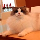 노블랙돌 이미지