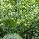 삼풍아파트, 여나유치원 이미지