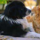 개와 고양이 이미지