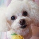 the 예쁘개 네이버블로그