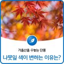 가을산을 수놓는 단풍! 나뭇잎 색이 변하는 이유는? 이미지