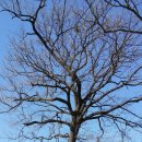 상수리나무식당 이미지