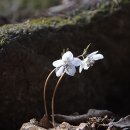 매혹적인 꽃향기 속에서(421) – 변산바람꽃(안양 수리산)(1) 이미지