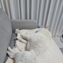 하나동물병원 이미지