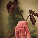 꽃봉우리 이미지