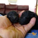 푸들사랑 이미지