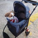 럭셔리하개 이미지