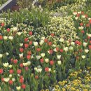 장기슈퍼 | 용인 아이랑 갈만한곳 에버랜드 튤립축제 슈퍼윙스 애니멀톡 시간 관람후기