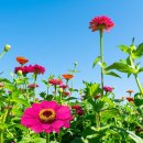 조씨상회 이미지