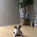 로이펫택시 | 강아지 이동가방 | 모드니펫 와이드 백팩 XL사이즈 6개월 실사용 후기