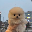 드림독 강아지분양 안심분양센터 잠실점 | 천안강아지분양 강아지분양후기 | 드림독 안심분양센터 천안불당점 실제 보호자 후기