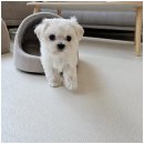 펫스티발 이미지