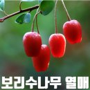 보리수농장 | 보리수나무 열매로 건강 챙기기, 보리수청 담그는 법 + 직접 먹어본 후기