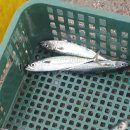 합천손맛낚시터 | ※경주에서 동해안의 가족여행 낚시 여행후기