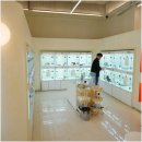 대구강아지분양 홍스퍼피 이미지