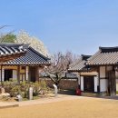 예산-53 | 예산 추사고택 실시간 수선화 포토존 봄 여행