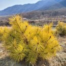 황금수퍼 이미지