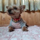 가시버시펜션 이미지