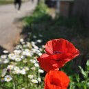 당하리농장 | 한남정맥 제9구간(장승고개~보구곶리)-최종
