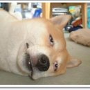 뉴버팔로