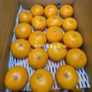 천혜농장 | 레드향, 천혜향 어멍똘농장 후기 이벤트 발표