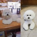 함안 애견샵 러블리펫 이미지