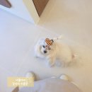 릴리 펫스파 이미지