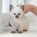 언양 동물병원 | 울산고양이 힐링 스팟 후기, 성남동부터 주전동까지 직접 다녀온 느낌