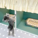 펫하우스애견 이미지