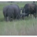 코뿔소PC 이미지