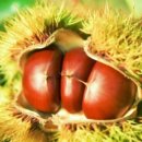 6일카센타 이미지