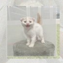 펫기사(행복나눔365) | 마포 강아지무료분양 말티푸 운명적 만남! 후회없는 선택?