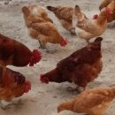 우리집토종닭 이미지