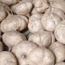 야콘 | 야콘 수확시기 완벽 정리! 지금 확인