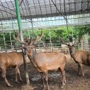 아산시녹용엑기스 하남사슴목장 아산녹용 후기 효능 한약재없어서 좋아요
