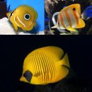 바다 FISH 이미지