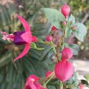 부천호수식물원 수피아 이미지