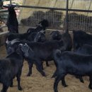 정읍 흑염소 이미지