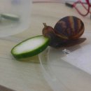 Would you hate this snail? 이미지