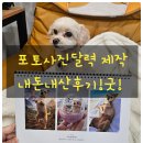 사진만들기 | 반려견사진 포토달력 만들기 시멘토 내돈내산 후기